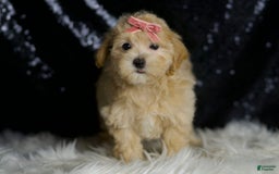 Maltipoo dogs for sale: Rosie - Image 5