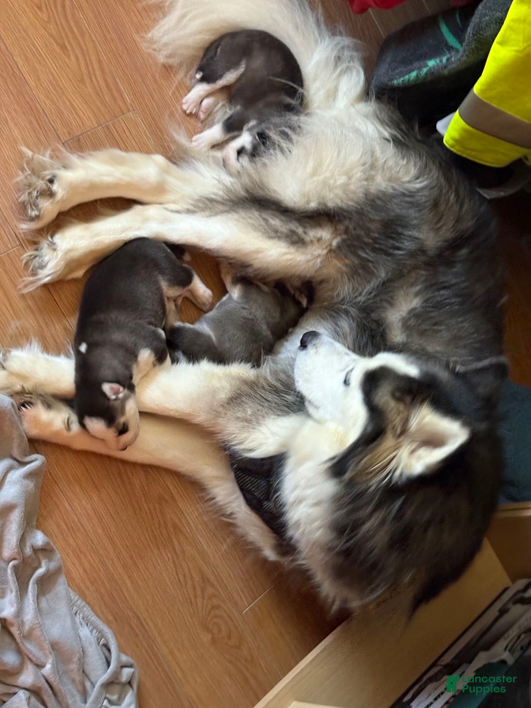 Siberian Husky dogs for sale: King - Image 1