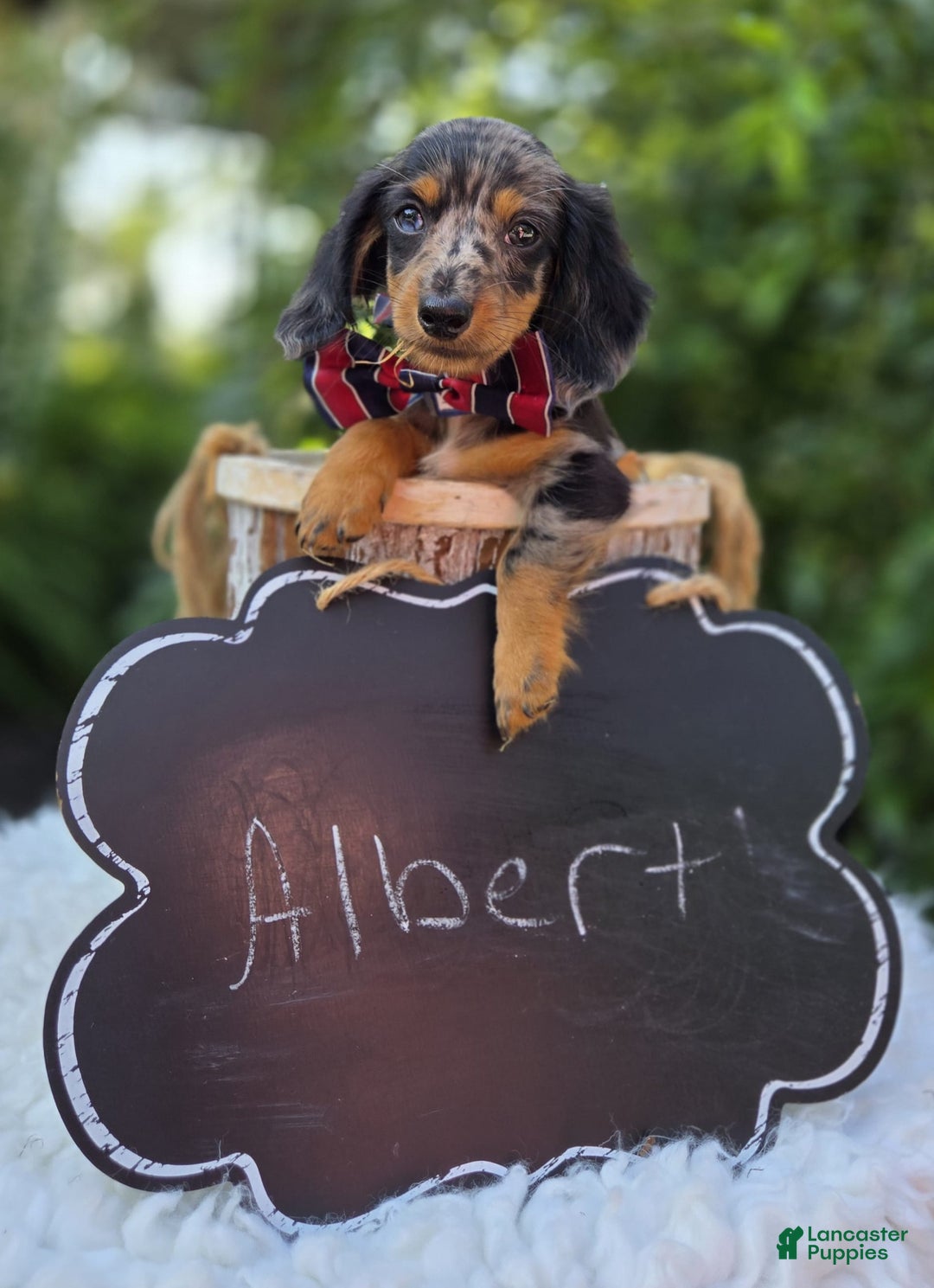 Miniature Dachshund dogs for sale: Albert - Image 10