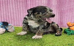 Catahoula Leopard Dog dogs for sale: Duchess 2025 Female 6 - Image 7