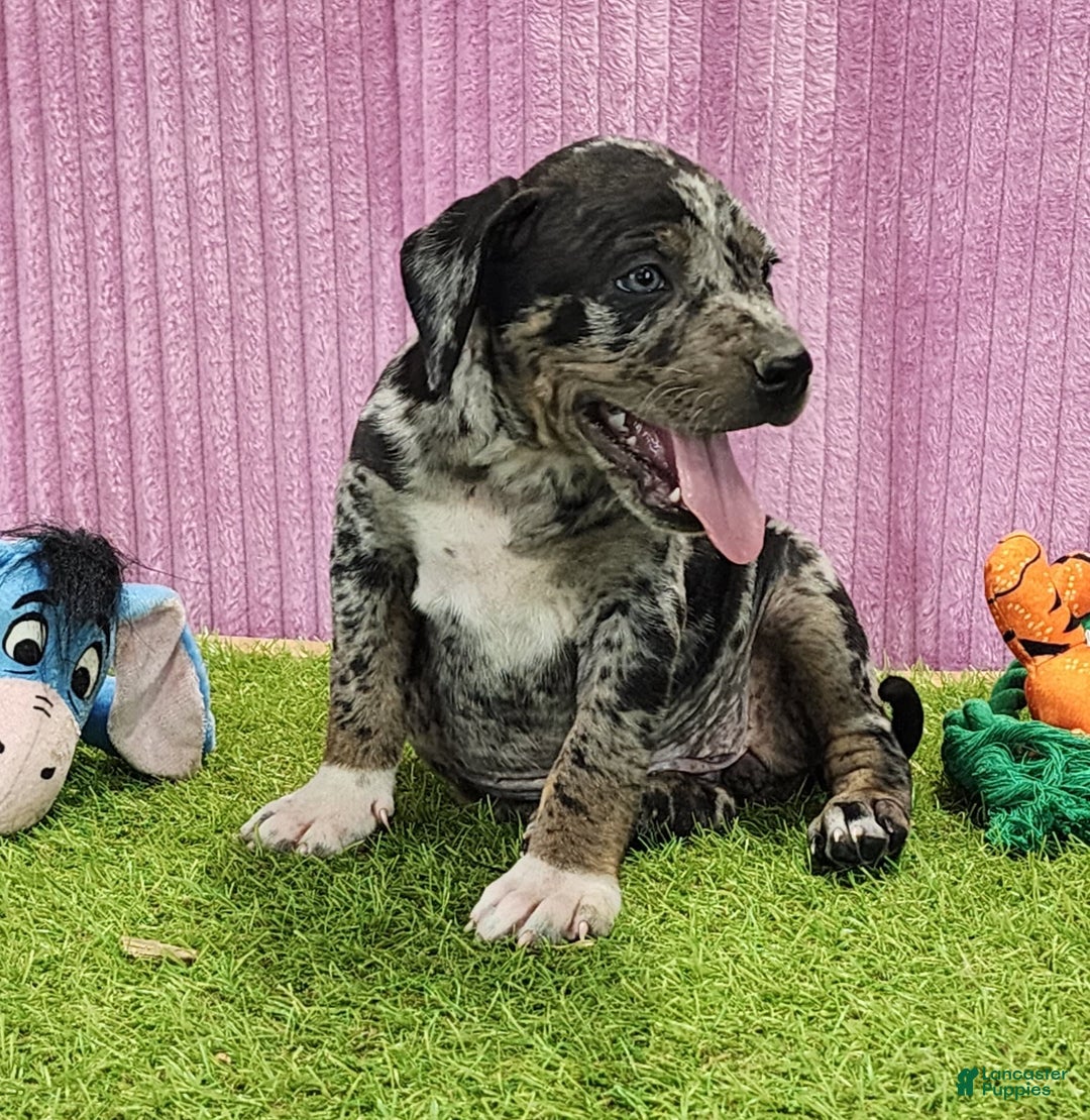 Catahoula Leopard Dog dogs for sale: Duchess 2025 Female 6 - Image 7
