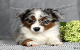 Miniature Australian Shepherd dogs for sale: Avery - Image 5