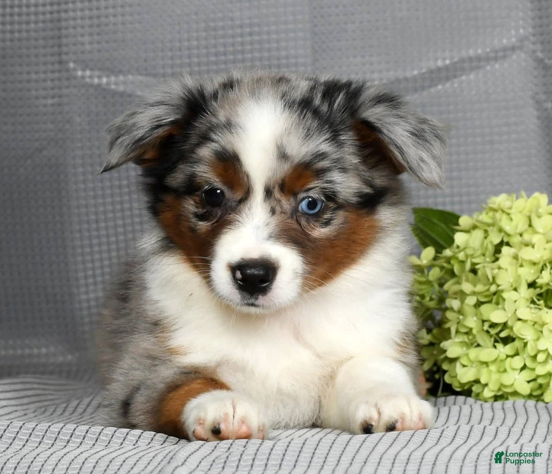 Miniature Australian Shepherd dogs for sale: Avery - Image 5