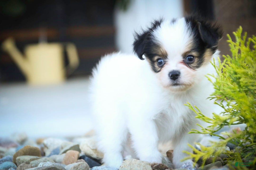 Papillon dogs for sale: Lavender - Image 10