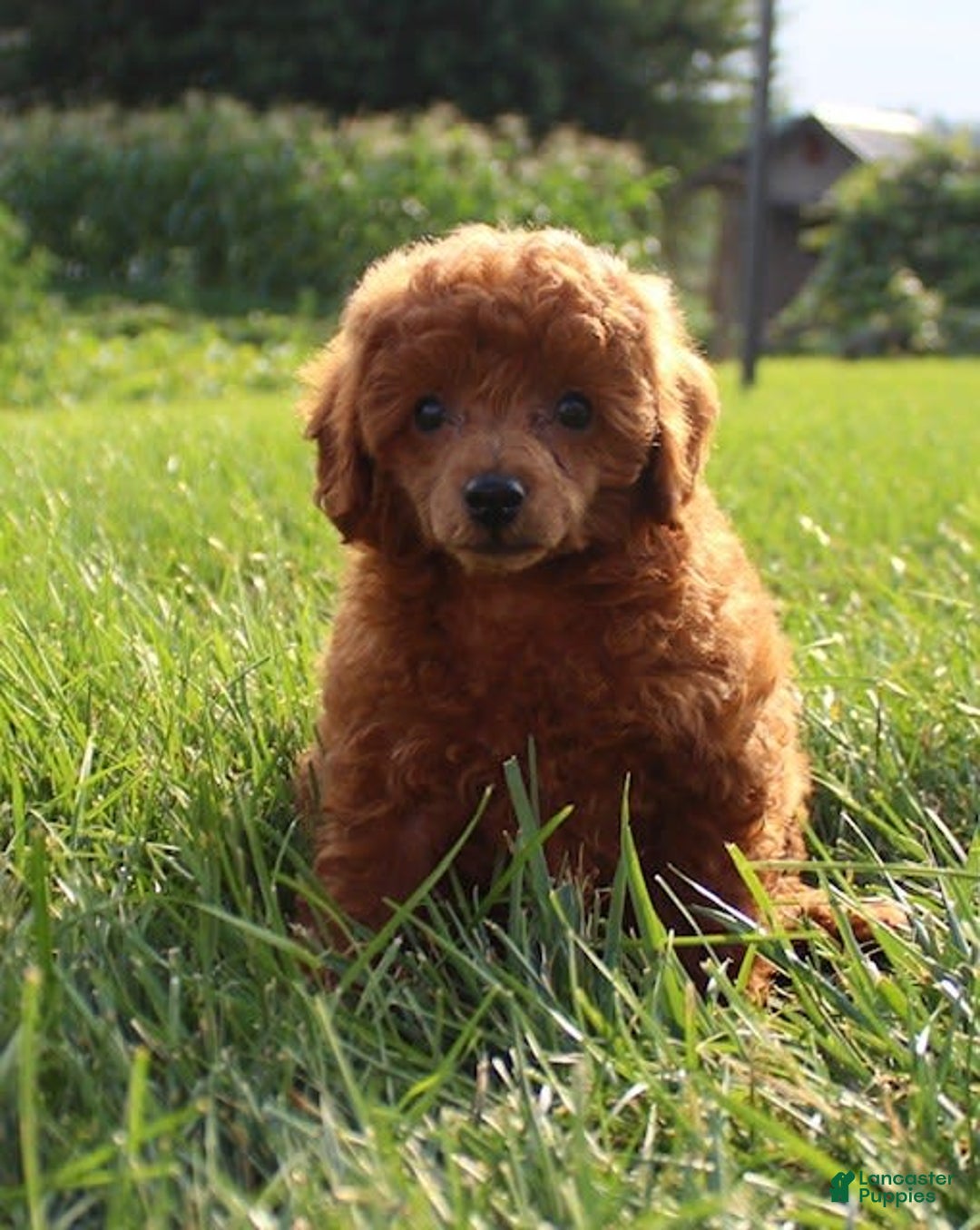 Miniature Poodle dogs for sale: Stanley - Image 6