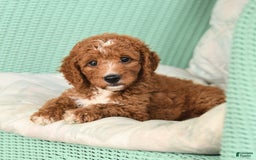 Cavapoo dogs for sale: Frito - Image 7