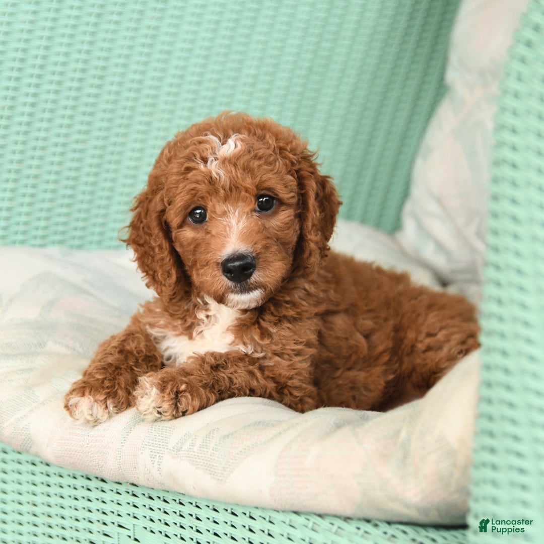 Cavapoo dogs for sale: Frito - Image 7