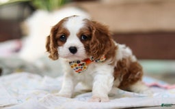 Cavalier King Charles Spaniel dogs for sale: Shiloh - Image 2