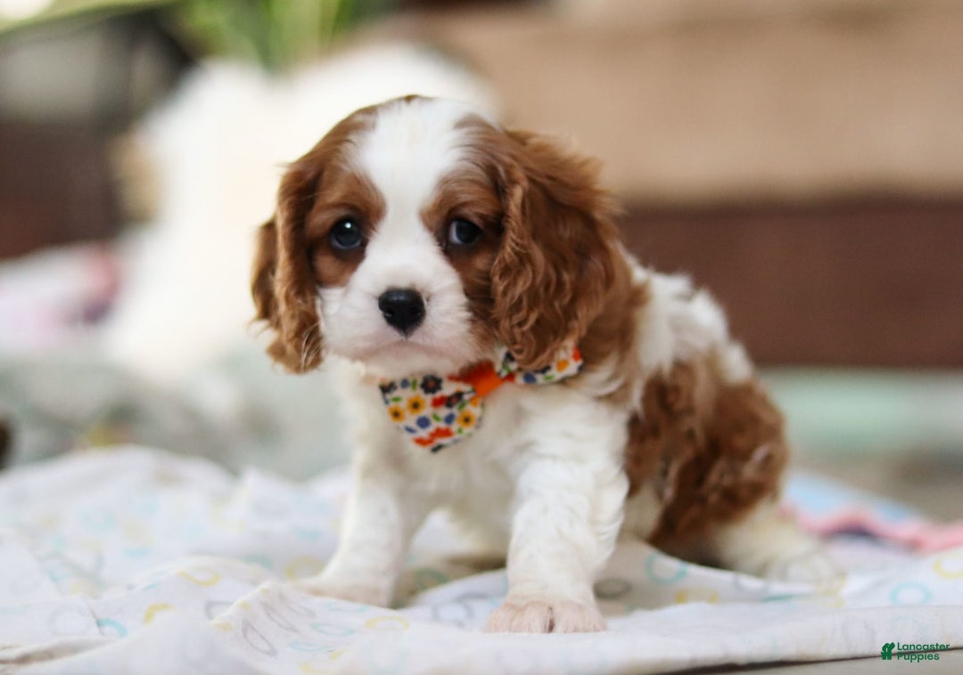 Cavalier King Charles Spaniel dogs for sale: Shiloh - Image 2