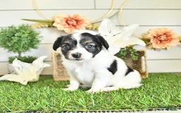 Papillon dogs for sale: Lilah - Image 6
