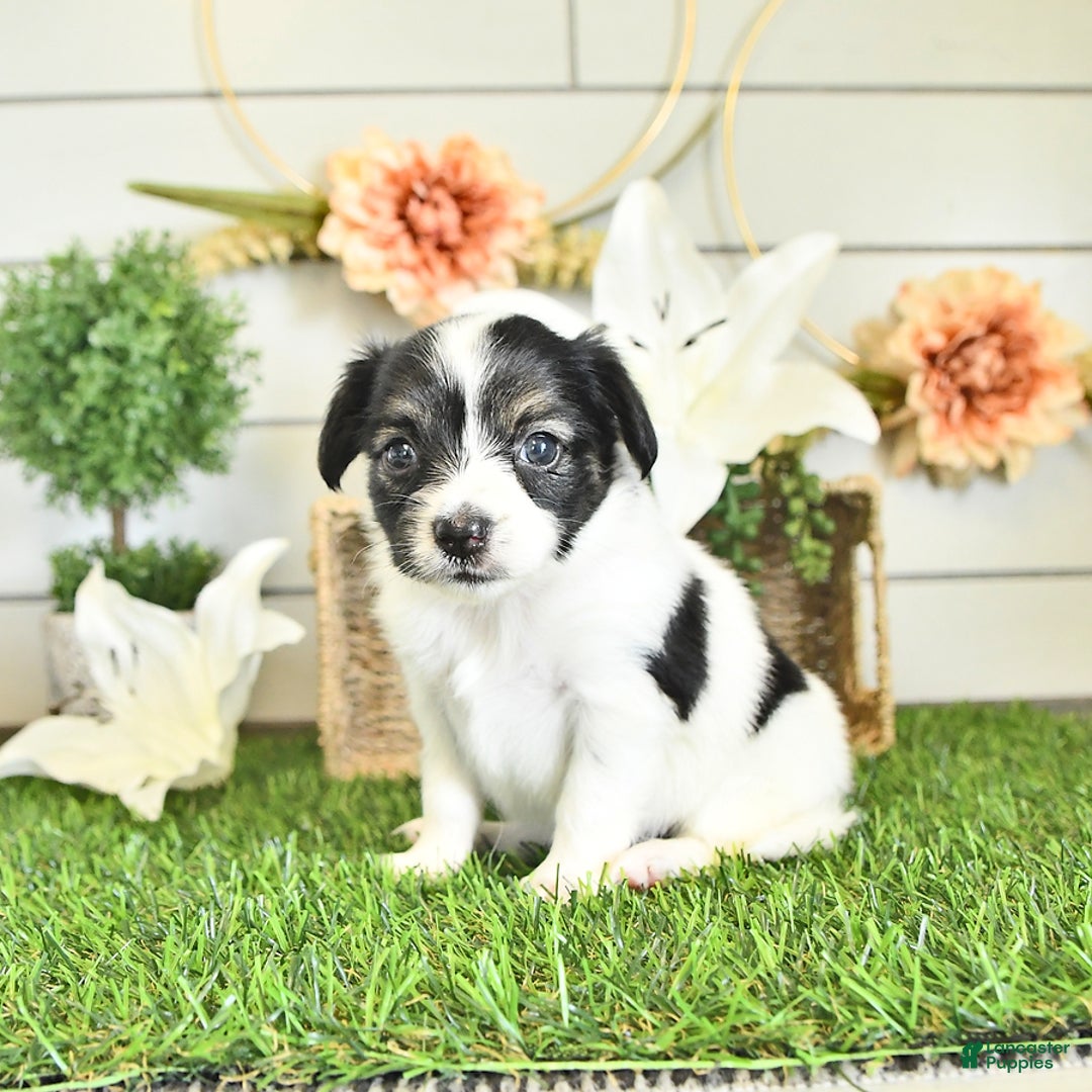 Papillon dogs for sale: Lilah - Image 6