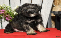 Miniature Schnauzer dogs for sale: Tinker - Image 8