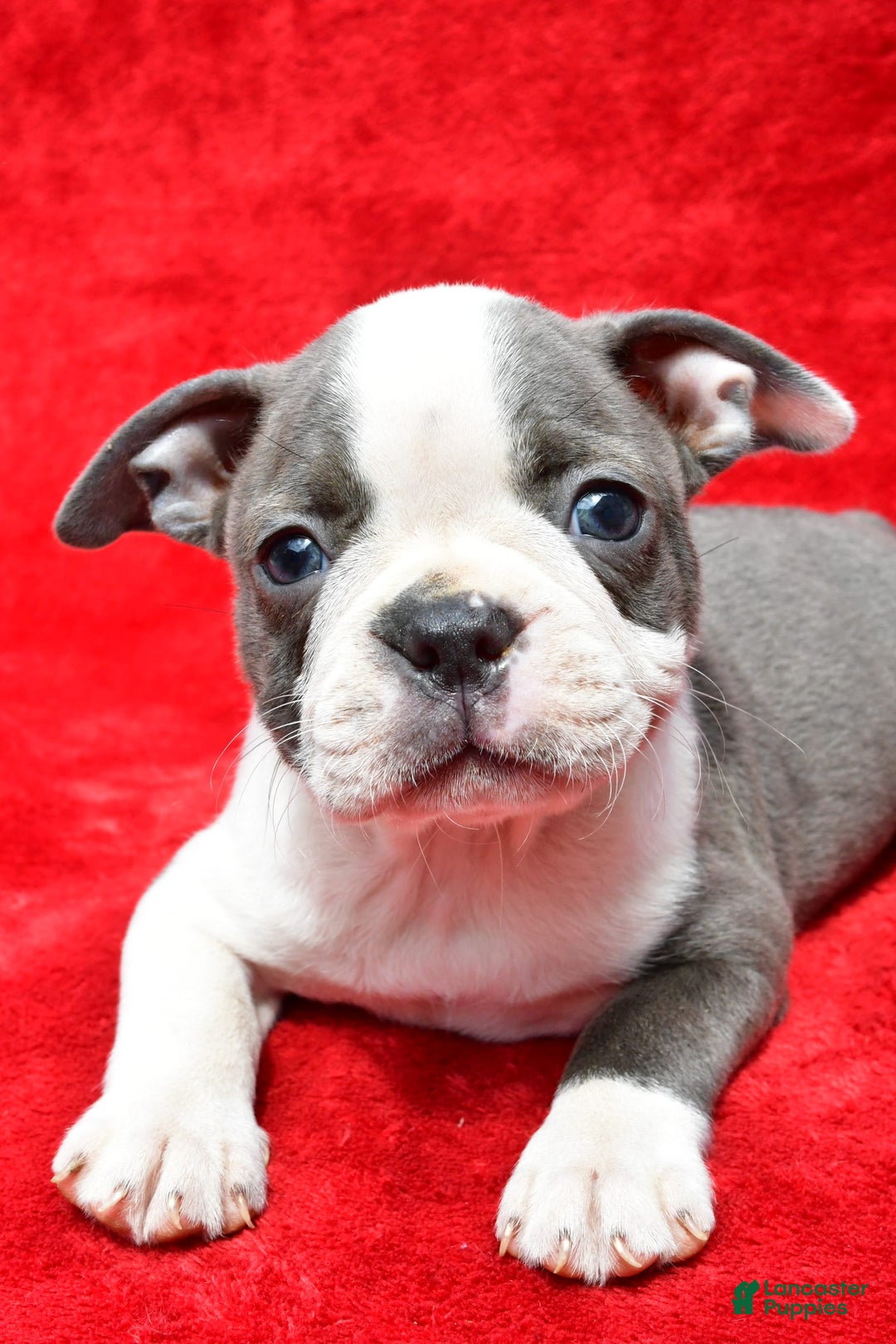 Boston Terrier dogs for sale: Jenny - Image 4