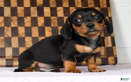 Miniature Dachshund dogs for sale: Arrow - Image 6