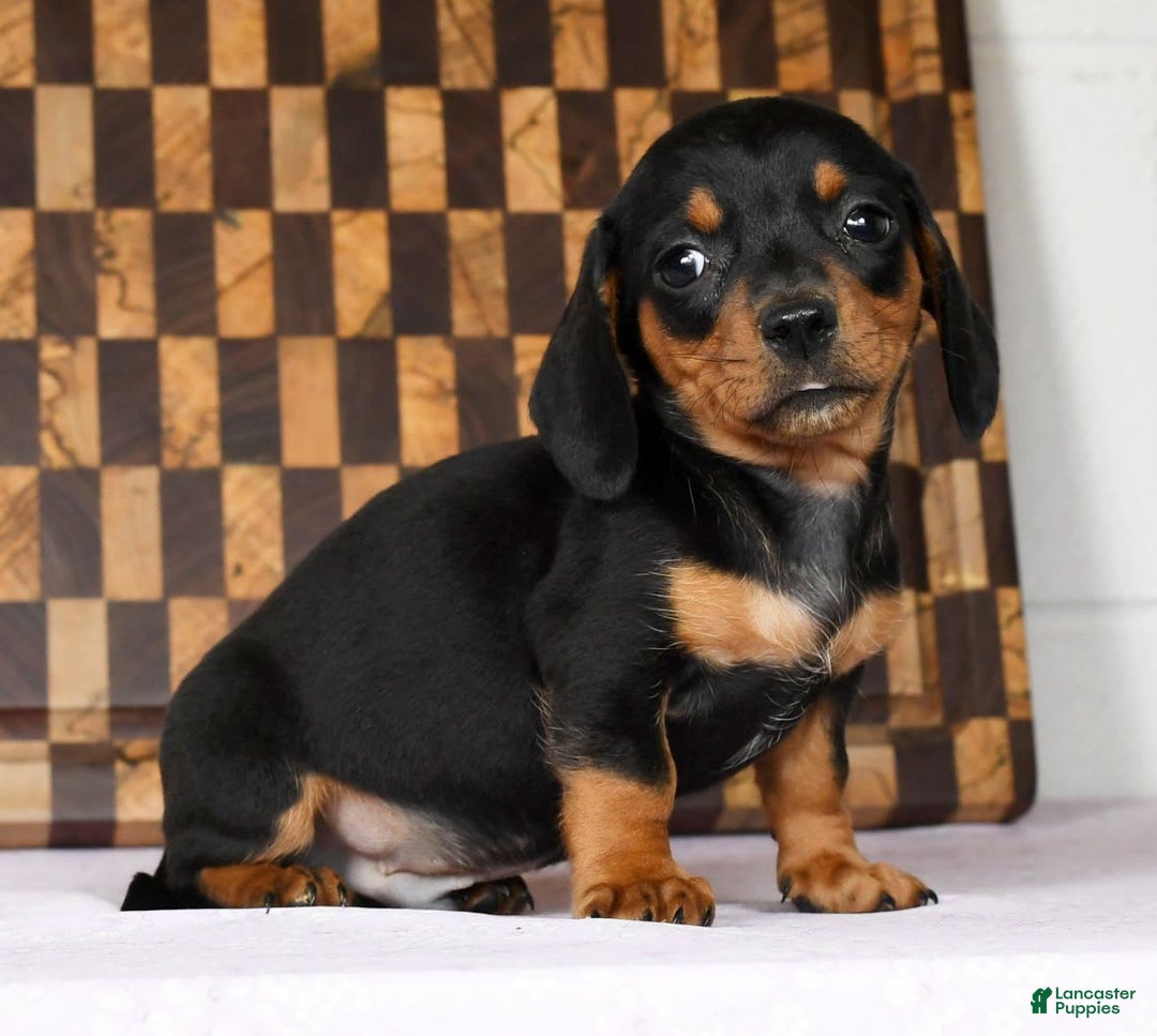 Miniature Dachshund dogs for sale: Arrow - Image 6