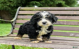 Mini Bernedoodle dogs for sale: Roscoe - Image 4