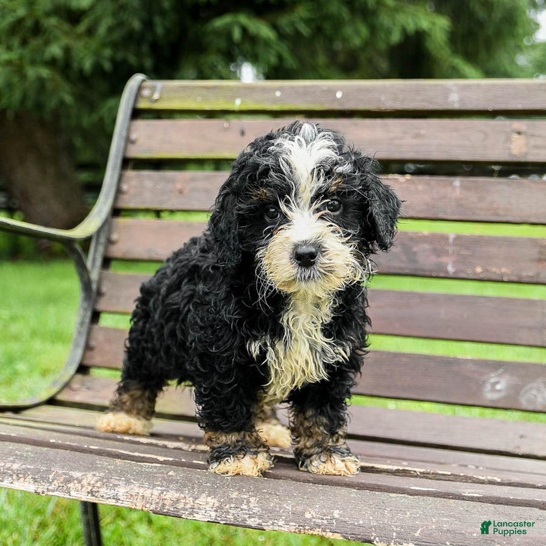 Mini Bernedoodle dogs for sale: Roscoe - Image 4
