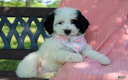 Mini Bernedoodle dogs for sale: Lennon - Image 31
