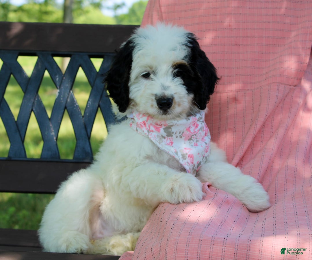 Mini Bernedoodle dogs for sale: Lennon - Image 31