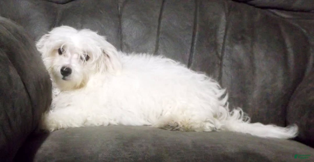 Maltese dogs for sale: Maverick - Image 3