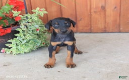 Doberman Pinscher dogs for sale: Destiny - Image 2