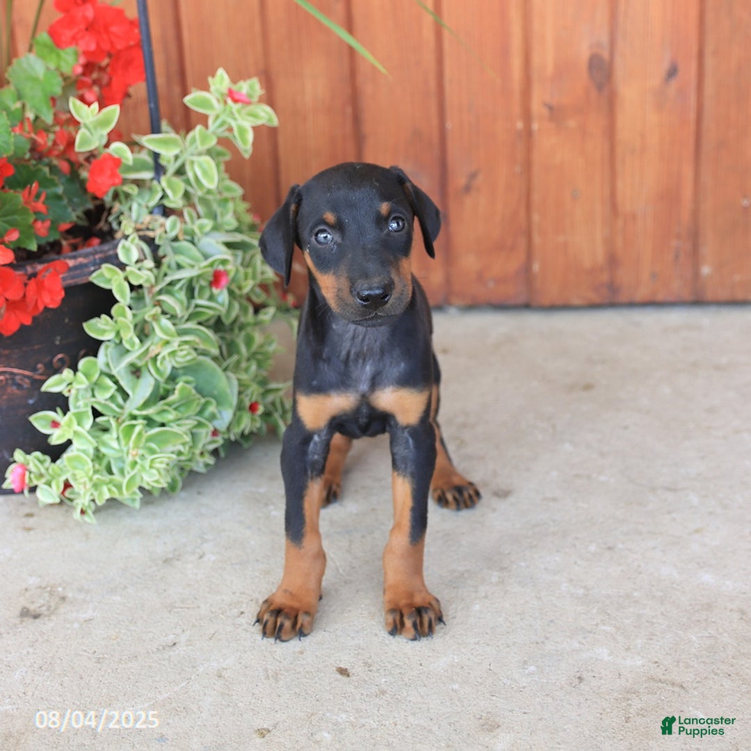 Doberman Pinscher dogs for sale: Destiny - Image 2