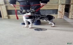 Yorkiepoo dogs for sale: Baxter - Image 11