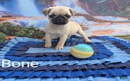 Pug dogs for sale: T-bone - Image 1