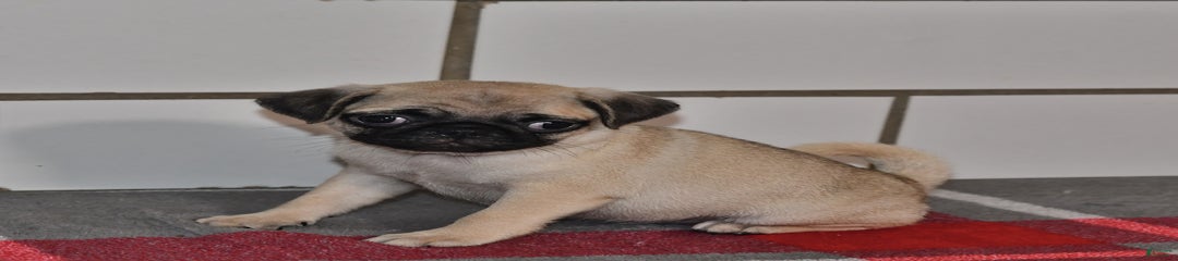 Rita