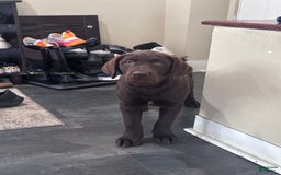 Labrador Retriever dogs for sale: Rocky - Image 3