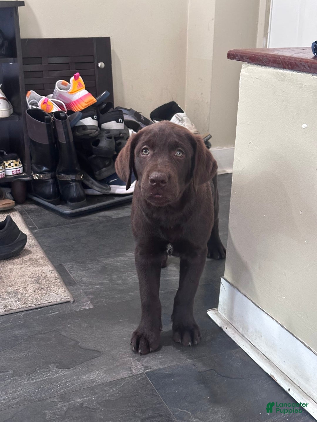 Labrador Retriever dogs for sale: Rocky - Image 3