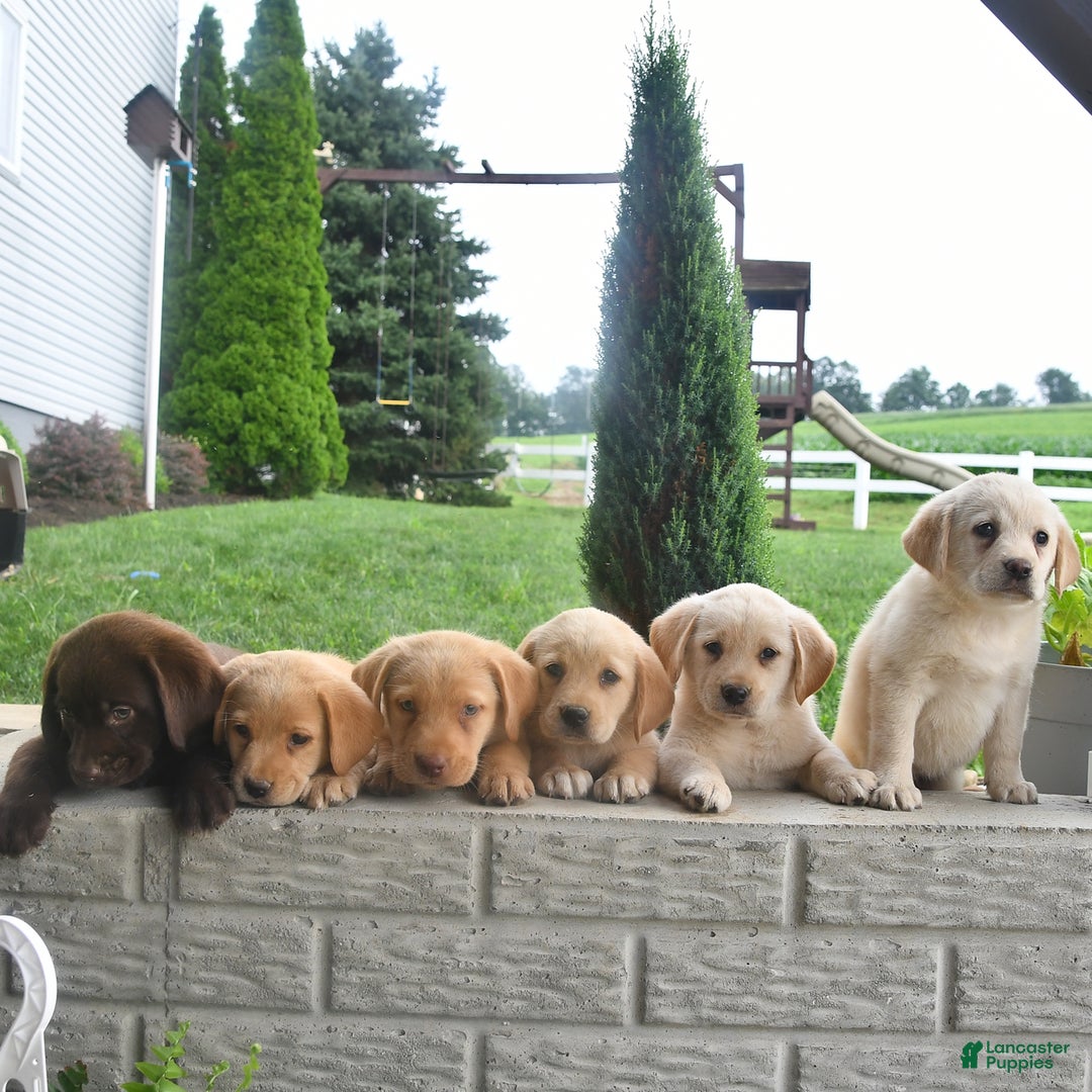 Shiba Inu dogs for sale: Elvis - Image 4