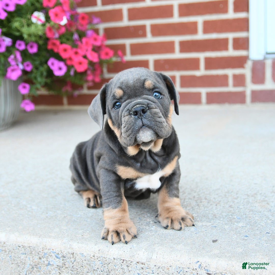 Olde English Bulldogge dogs for sale: Cookie - Image 3