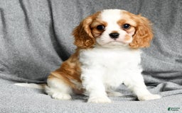 Cavalier King Charles Spaniel dogs for sale: Lance - Image 3