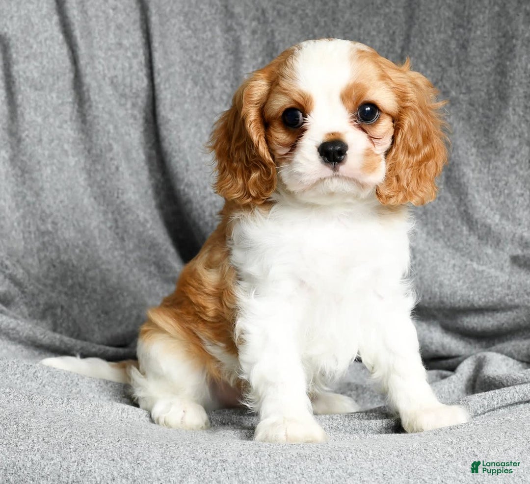 Cavalier King Charles Spaniel dogs for sale: Lance - Image 3