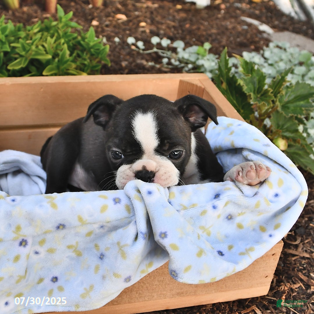 Boston Terrier dogs for sale: Jenny - Image 5
