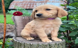 Golden Retriever dogs for sale: Stella - Image 3