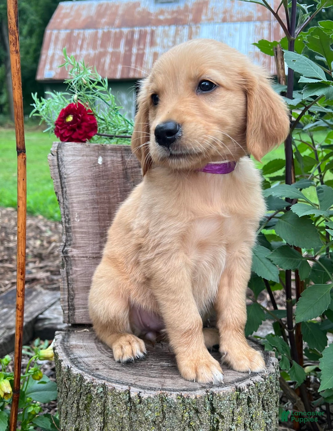 Golden Retriever dogs for sale: Stella - Image 3