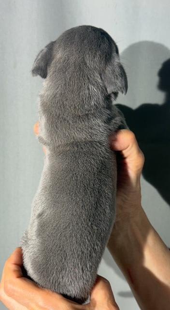 Great Dane dogs for sale: Larry - Blue - Image 4