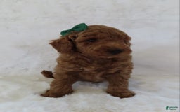 Mini Goldendoodle dogs for sale: Cody - Image 4