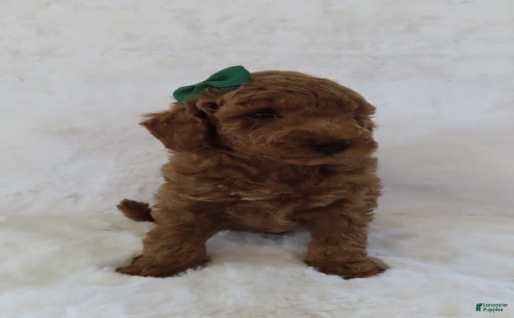 Mini Goldendoodle dogs for sale - Ad 5