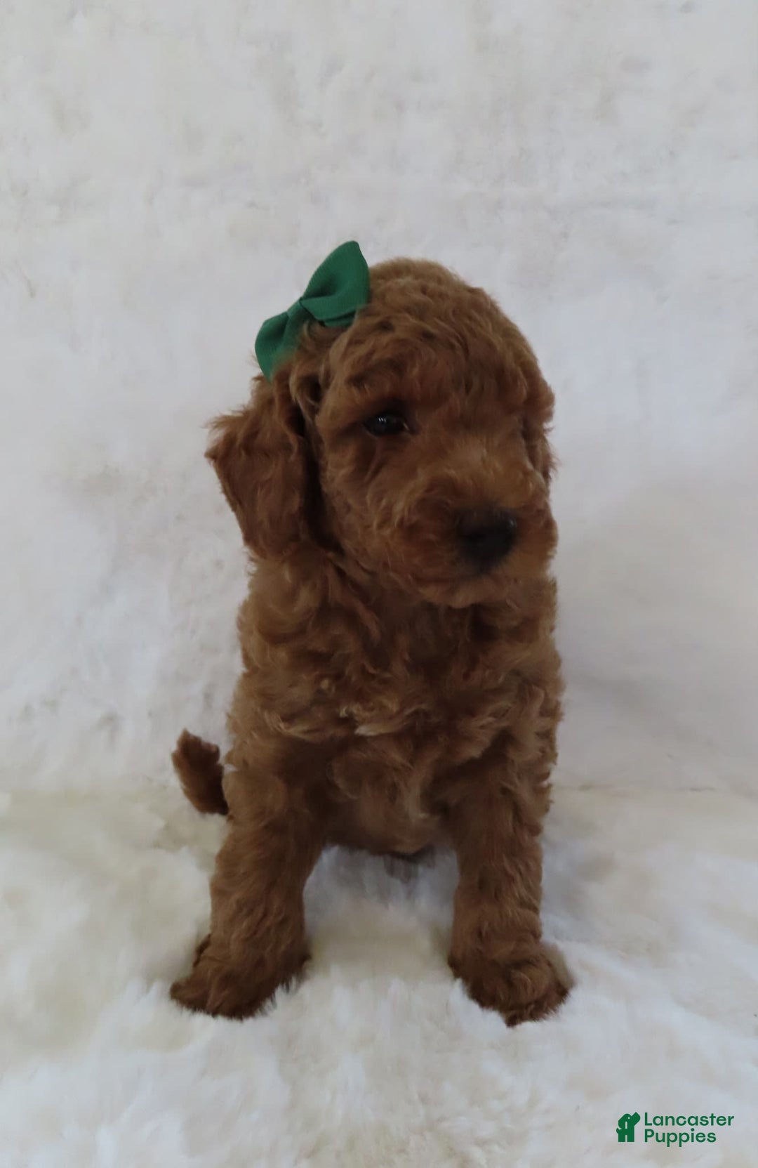 Mini Goldendoodle dogs for sale: Cody - Image 4