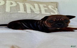 American Bulldog dogs for sale: Chongqin - Listing for pets: China, Chongqin - Image 2
