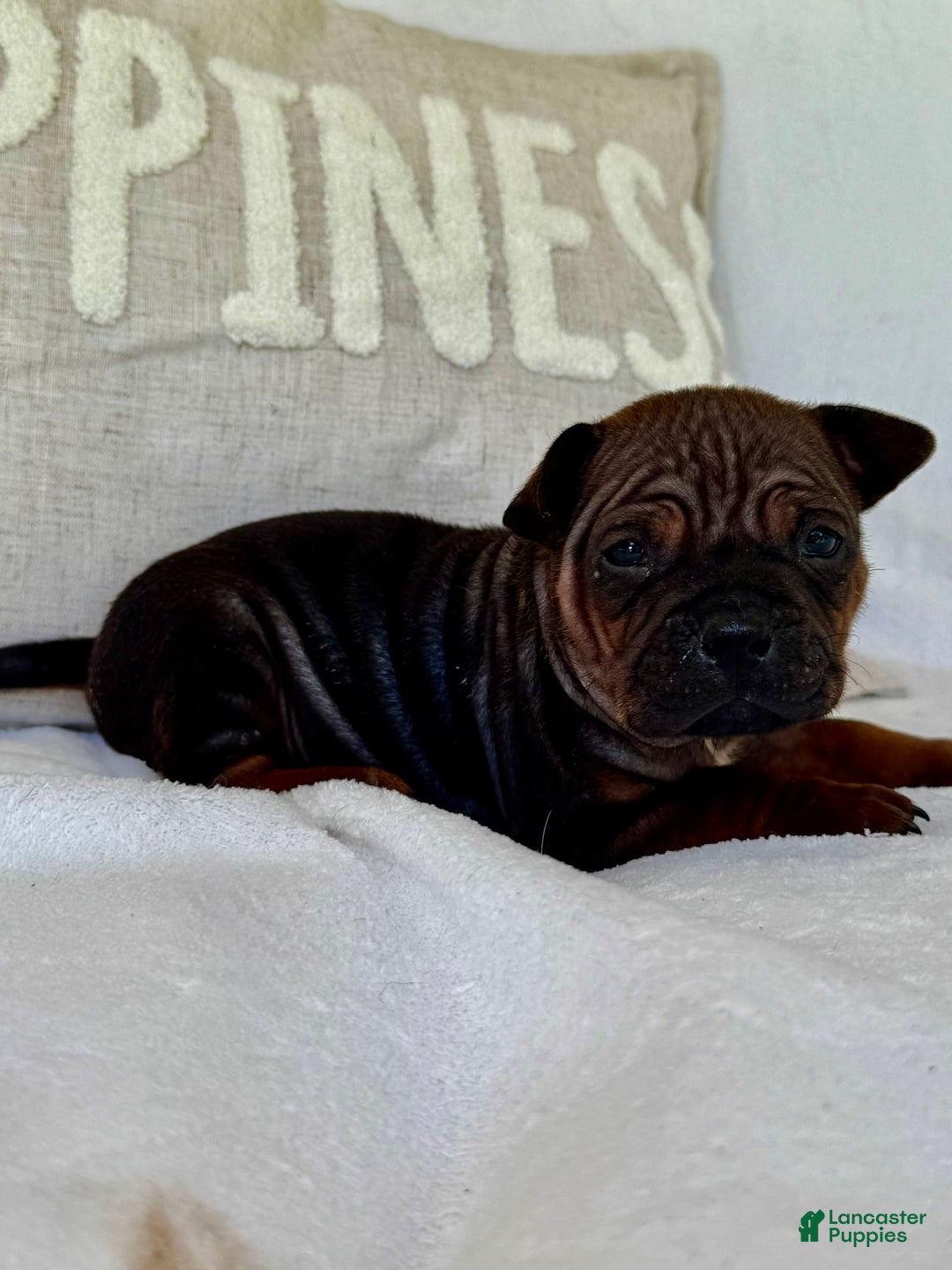 American Bulldog dogs for sale: Chongqin - Listing for pets: China, Chongqin - Image 2