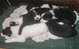 Border Collie dogs for sale: Snowflake - Image 4