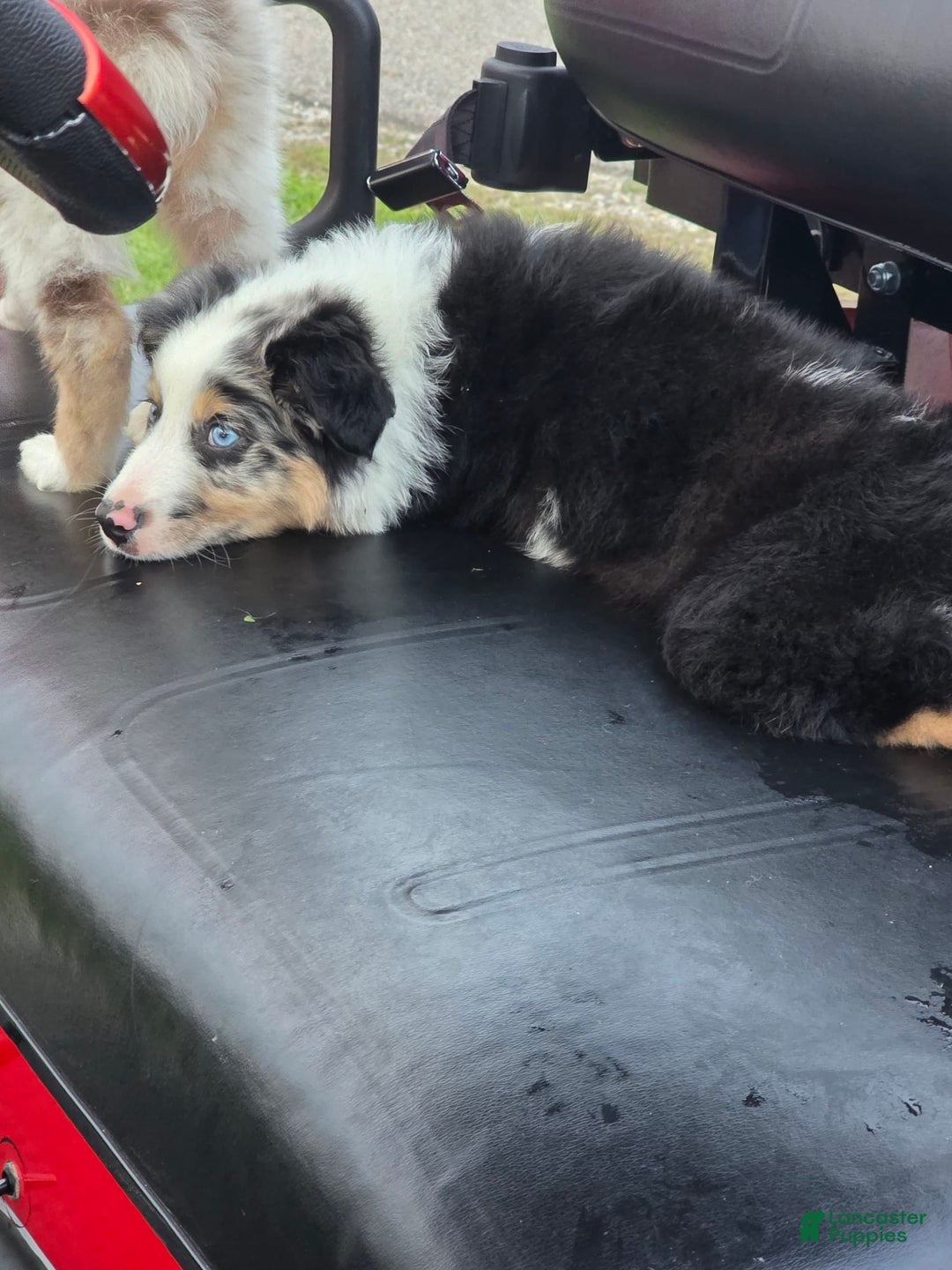 Australian Shepherd dogs for sale: Finn - Image 4