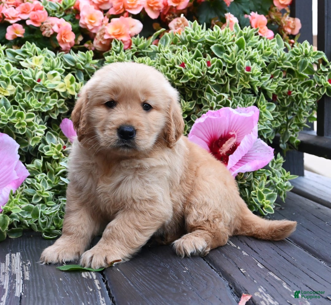 Golden Retriever dogs for sale: Wanderer - Image 3