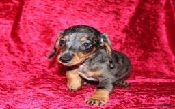Miniature Dachshund dogs for sale: Teddy Mini - Image 18