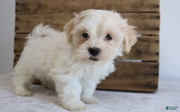 Teddy Bear dogs for sale: Karter - Image 12