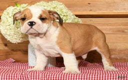 Beabull dogs for sale: Chief - Image 4
